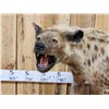 Image 2 : African Hyena Full Body Taxidermy Mount