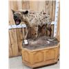 Image 3 : African Hyena Full Body Taxidermy Mount