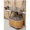 Image 4 : African Hyena Full Body Taxidermy Mount