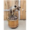 Image 5 : African Hyena Full Body Taxidermy Mount