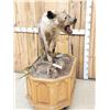 Image 6 : African Hyena Full Body Taxidermy Mount