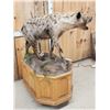 Image 7 : African Hyena Full Body Taxidermy Mount