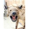 Image 8 : African Hyena Full Body Taxidermy Mount