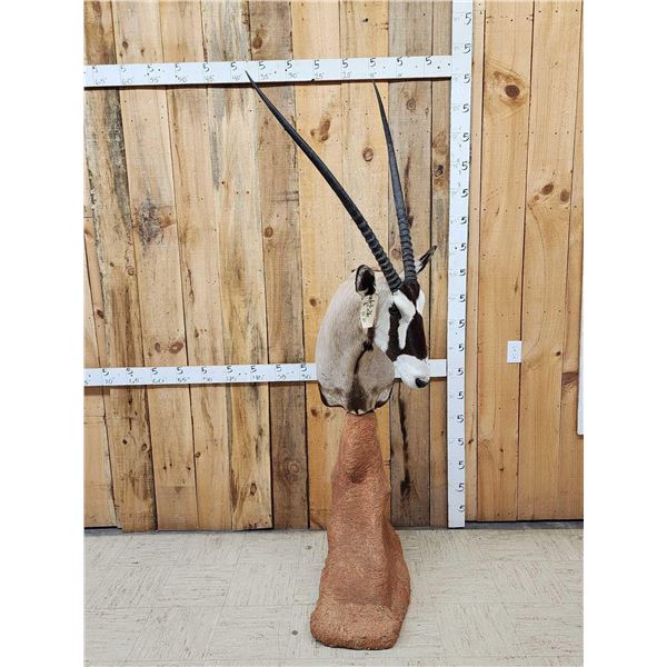 African Gemsbok Pedestal Taxidermy Mount