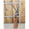 Image 1 : African Gemsbok Pedestal Taxidermy Mount