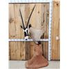 Image 2 : African Gemsbok Pedestal Taxidermy Mount
