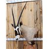 Image 3 : African Gemsbok Pedestal Taxidermy Mount