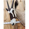 Image 4 : African Gemsbok Pedestal Taxidermy Mount