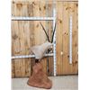 Image 5 : African Gemsbok Pedestal Taxidermy Mount