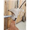Image 6 : African Gemsbok Pedestal Taxidermy Mount