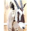 Image 8 : African Gemsbok Pedestal Taxidermy Mount