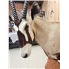 Image 9 : African Gemsbok Pedestal Taxidermy Mount