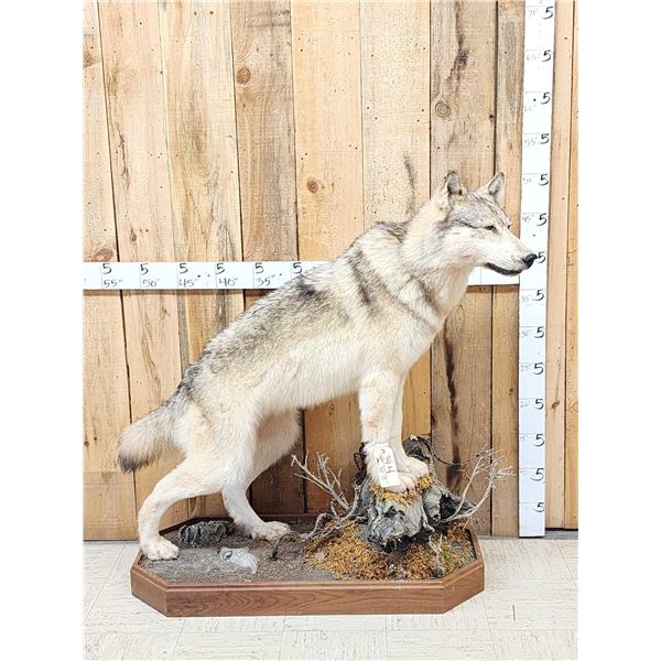 Canadian Wolf Full Body Taxidermy Mount
