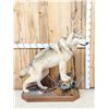 Image 1 : Canadian Wolf Full Body Taxidermy Mount