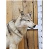 Image 2 : Canadian Wolf Full Body Taxidermy Mount