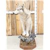 Image 3 : Canadian Wolf Full Body Taxidermy Mount