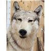 Image 4 : Canadian Wolf Full Body Taxidermy Mount