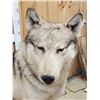 Image 5 : Canadian Wolf Full Body Taxidermy Mount
