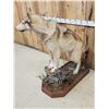 Image 6 : Canadian Wolf Full Body Taxidermy Mount