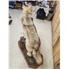 Image 7 : Canadian Wolf Full Body Taxidermy Mount