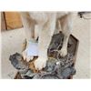Image 8 : Canadian Wolf Full Body Taxidermy Mount