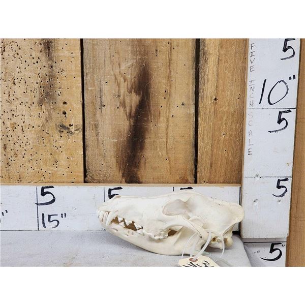 Canadian Wolf Skull Taxidermy