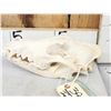Image 2 : Canadian Wolf Skull Taxidermy