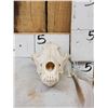 Image 3 : Canadian Wolf Skull Taxidermy