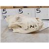 Image 4 : Canadian Wolf Skull Taxidermy