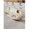 Image 5 : Canadian Wolf Skull Taxidermy