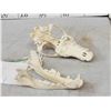 Image 6 : Canadian Wolf Skull Taxidermy