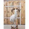 Image 10 : Alaskan Dall Sheep Full Body Taxidermy Mount