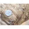 Image 11 : Alaskan Dall Sheep Full Body Taxidermy Mount