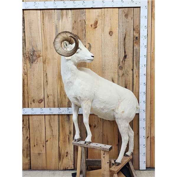 Alaskan Dall Sheep Full Body Taxidermy Mount
