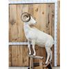 Image 1 : Alaskan Dall Sheep Full Body Taxidermy Mount