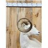 Image 2 : Alaskan Dall Sheep Full Body Taxidermy Mount