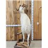 Image 3 : Alaskan Dall Sheep Full Body Taxidermy Mount