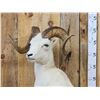 Image 4 : Alaskan Dall Sheep Full Body Taxidermy Mount