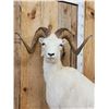 Image 5 : Alaskan Dall Sheep Full Body Taxidermy Mount