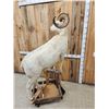 Image 6 : Alaskan Dall Sheep Full Body Taxidermy Mount