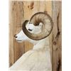 Image 7 : Alaskan Dall Sheep Full Body Taxidermy Mount