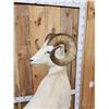 Image 8 : Alaskan Dall Sheep Full Body Taxidermy Mount