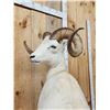 Image 9 : Alaskan Dall Sheep Full Body Taxidermy Mount