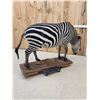 Image 10 : Awesome Zebra Full Body Taxidermy Mount