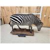 Image 11 : Awesome Zebra Full Body Taxidermy Mount