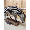 Image 12 : Awesome Zebra Full Body Taxidermy Mount