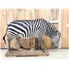 Image 13 : Awesome Zebra Full Body Taxidermy Mount