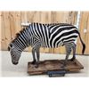Image 14 : Awesome Zebra Full Body Taxidermy Mount