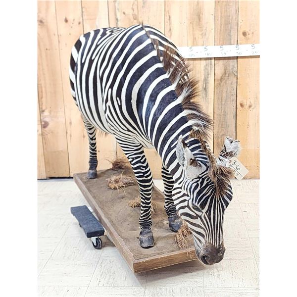 Awesome Zebra Full Body Taxidermy Mount