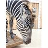 Image 2 : Awesome Zebra Full Body Taxidermy Mount